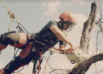 /images/baumpflege/Screenshot 2025-09-14 at 02.50.03.webp