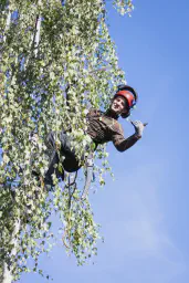 /images/baumpflege/_06A2951.webp